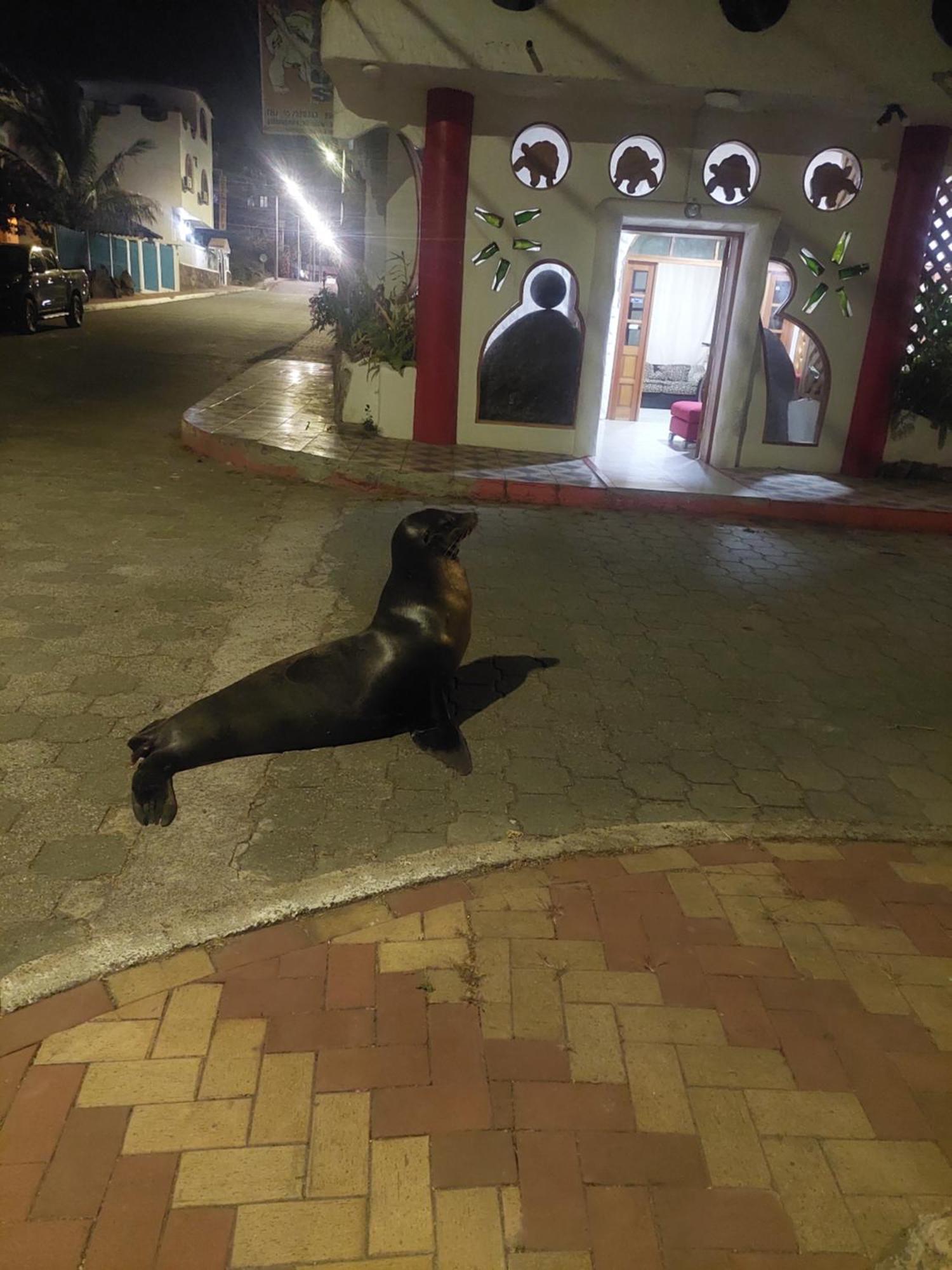 Royal Galapagos Inn 巴克里索莫雷诺港 外观 照片